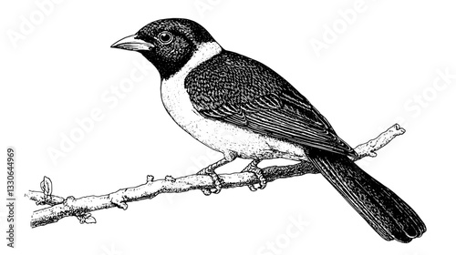 Vintage hand-drawn engraving of a bird sitting on a branch in monochrome style
