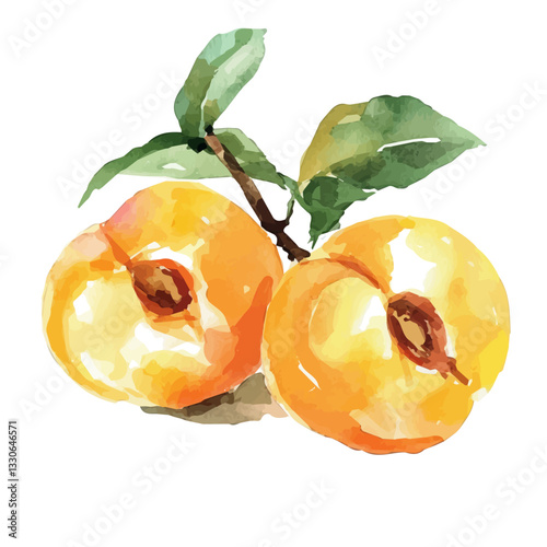 A Watercolor hand-painted yellow sliced apricot branch and green leaves with realistic texture on a white background, botanical fruit illustration, flat watercolor painting, simple and detailed design