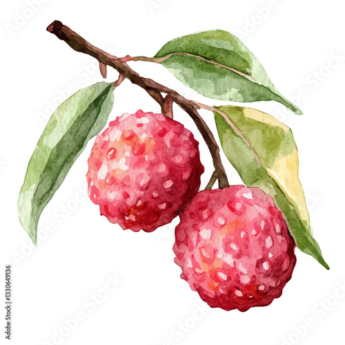 Simple Watercolor hand-painted lychee branch, green leaves with realistic texture on a white background, botanical fruit illustration, flat watercolor painting, simple and detailed design. vector 