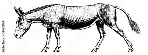 Engraved vintage donkey illustration suitable for tattoo and product design concepts