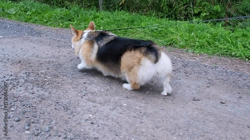 A Corgi runs along a path in a city park, wagging his ass. Funny tricolor Welsh Corgi Pembroke gait photo