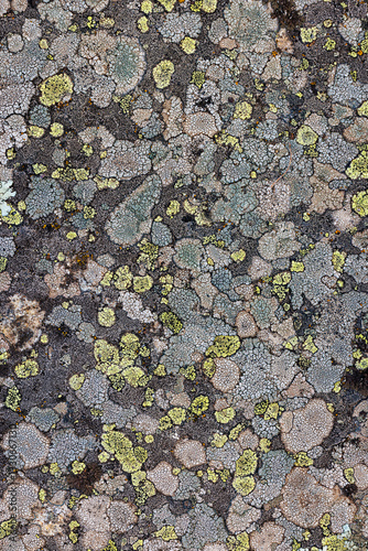 Lichen Texture Growing on a Rock