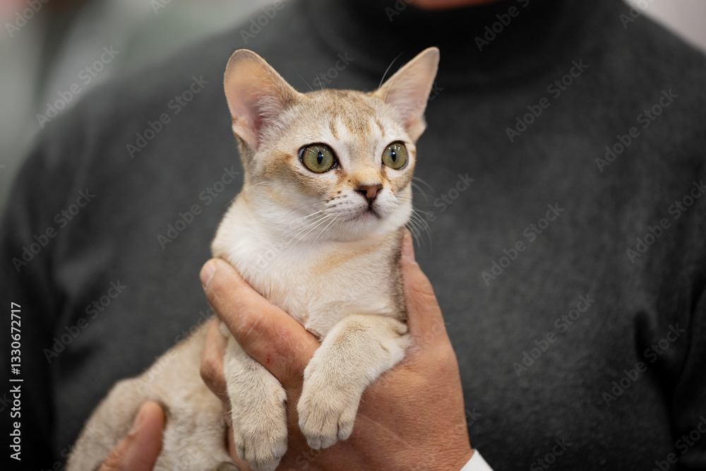 Singapura cat