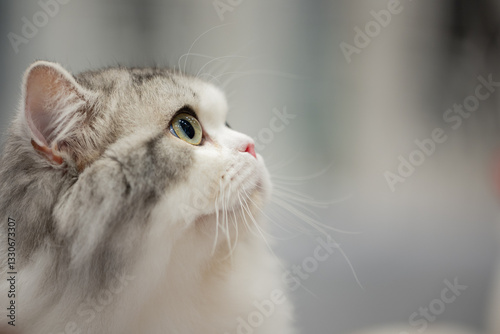 RAGAMUFFIN CAT