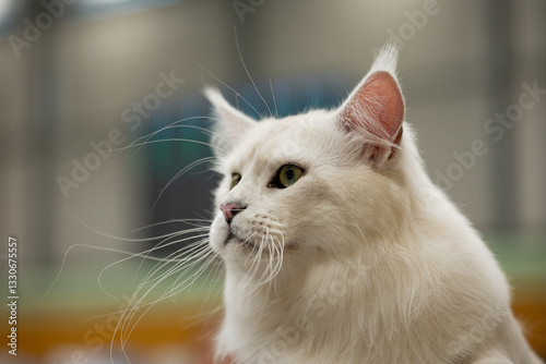 Foto Ragamuffin cat