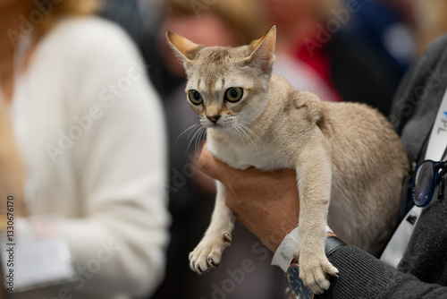 Singapura cat