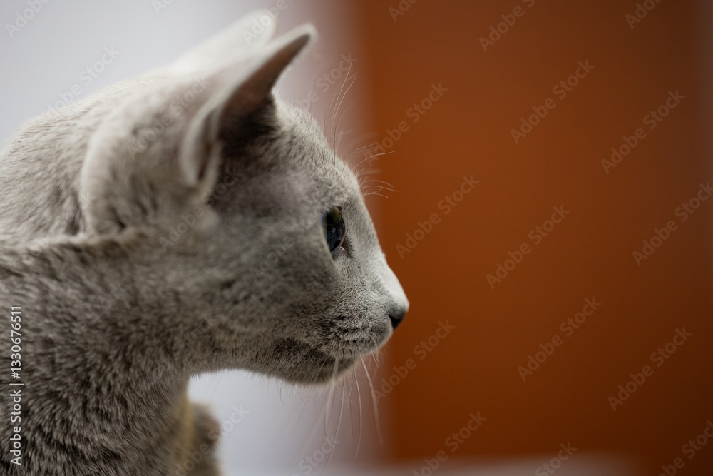 Russian blue cat