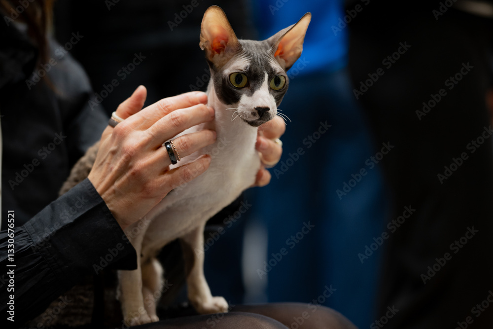 Cat show