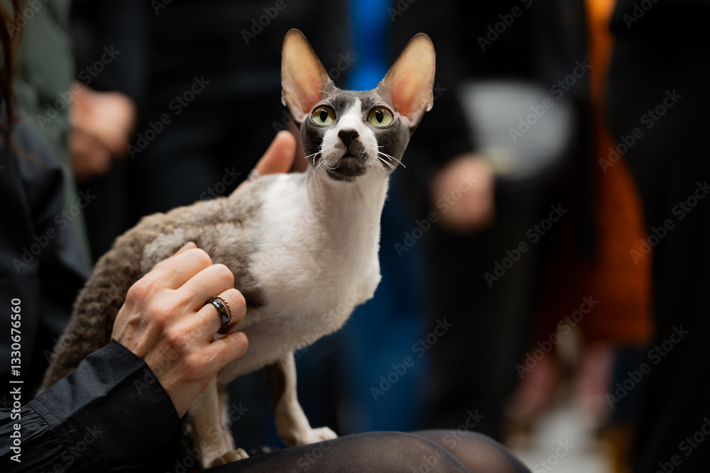 Cat show