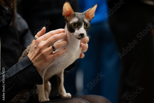 Obraz na płótnie Cat show w salonie