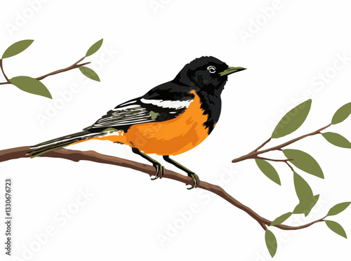 Oriole