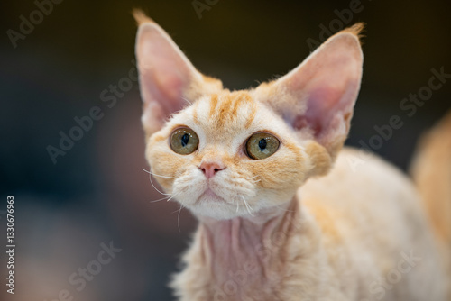 Obraz na plátně Devon rex