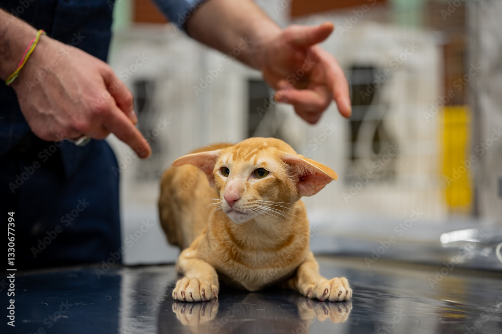 Oriental shorthair cat. Portrait of a cat. Cat show