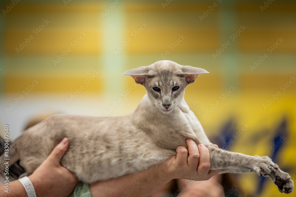 Oriental cat portrait, cat show
