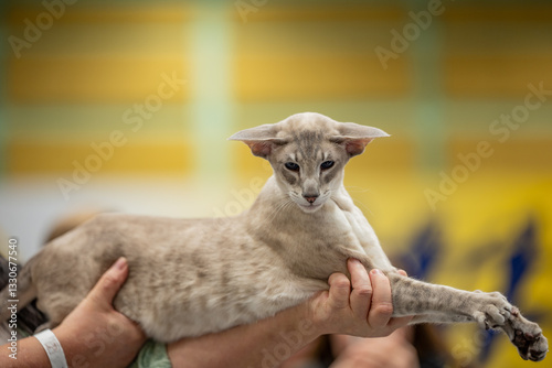 Obraz na płótnie Oriental cat portrait, cat show w salonie