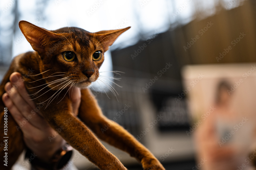 Abyssinian cat