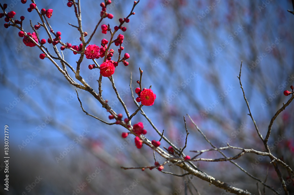紅梅