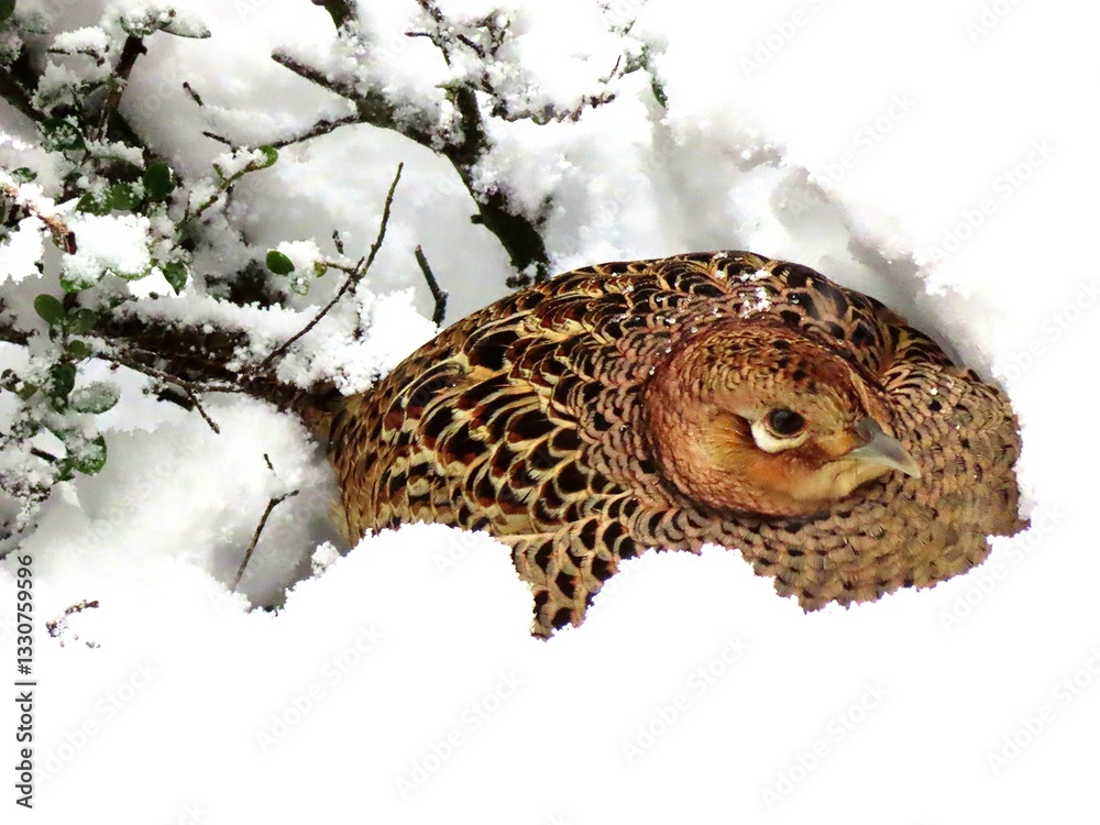 Fototapeta premium 羽休め