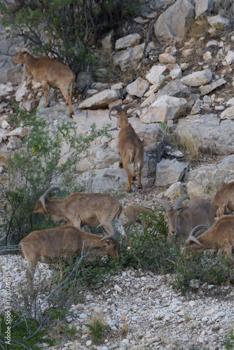 Barbary sheep herd in the wild
