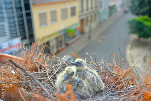 Two little squabs in the nest. Two days old baby pigeons. Pigeon bird nest on the window sill. The concept of pigeon life in the urban environment