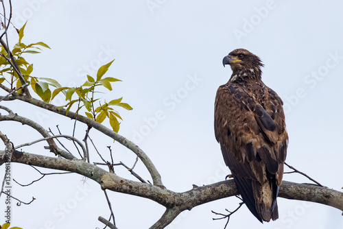 Ταπετσαρία A juvenile bald eagle (Haliaeetus leucocephalus) in southwest Florida