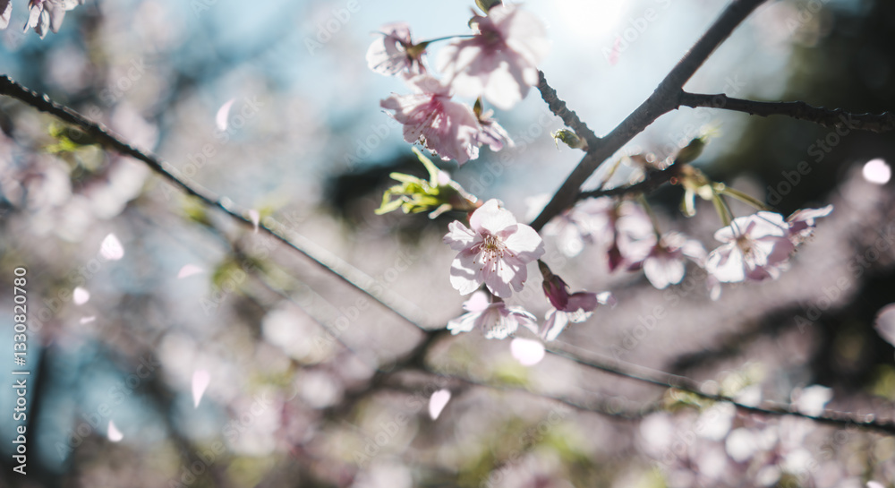 春　風に揺れるピンクの桜の花　河津さくら　照り付ける太陽の日差しを受けてキラキラ輝く花びら　淡い色の花と青空　季節・入学・入社・新生活の背景