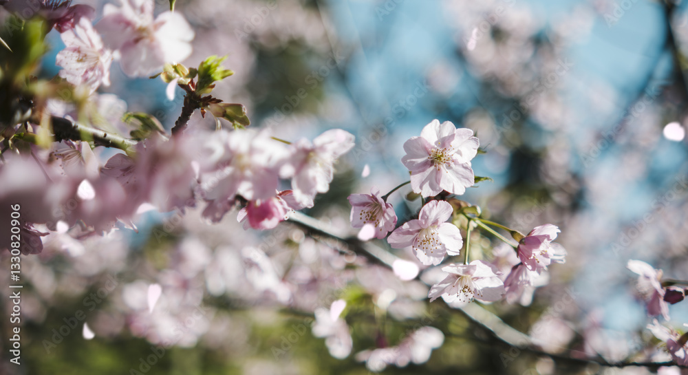 春　風に揺れるピンクの桜の花　河津さくら　照り付ける太陽の日差しを受けてキラキラ輝く花びら　淡い色の花と青空　季節・入学・入社・新生活の背景