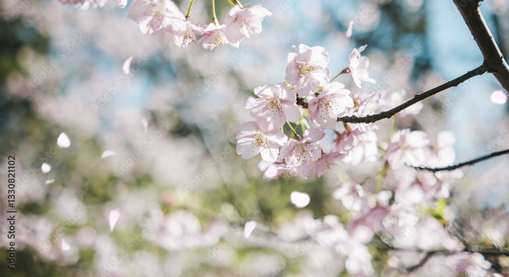 Fototapeta premium 春 風に揺れるピンクの桜の花 河津さくら 照り付ける太陽の日差しを受けてキラキラ輝く花びら 淡い色の花と青空 季節・入学・入社・新生活の背景