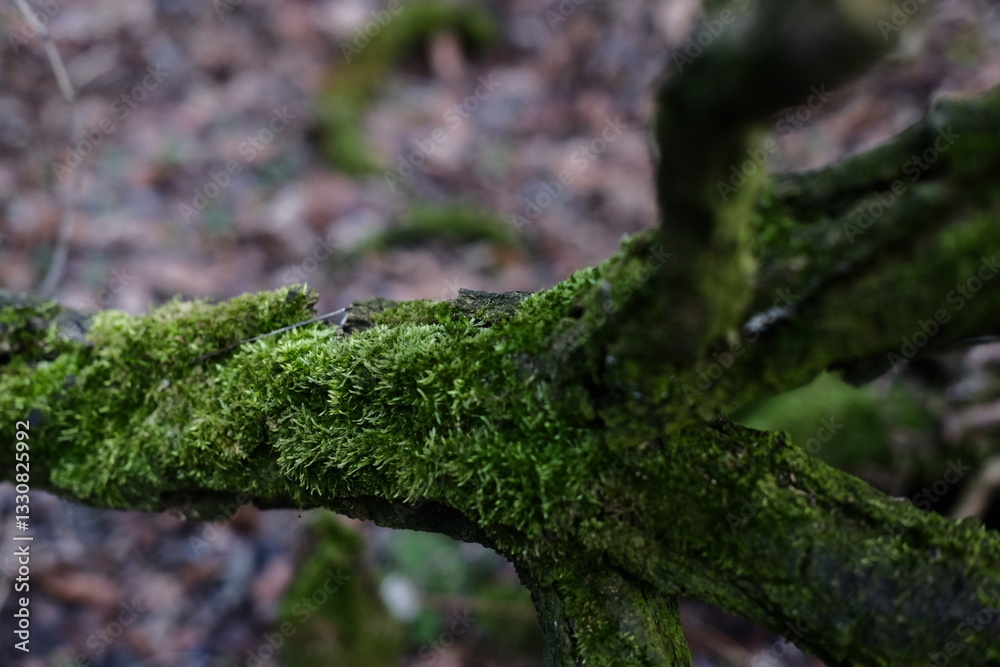Fototapeta premium moss on a log with an autumn forest in the background