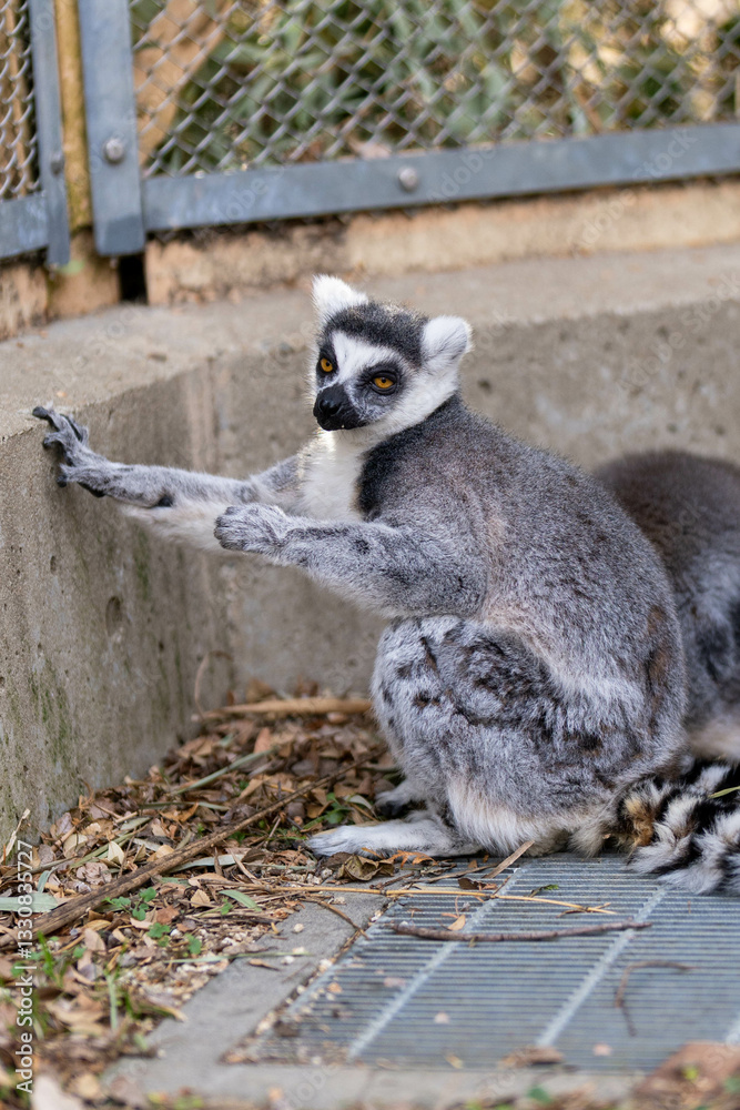 Fototapeta premium カメラ目線のワオキツネザルの横顔