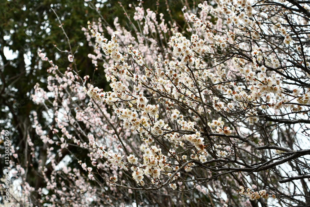 早春の梅の花 早春の梅の花