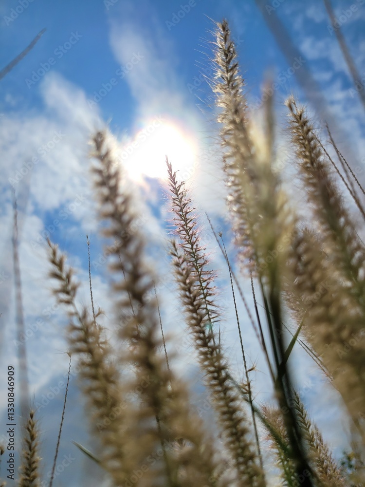 Fototapeta premium wheat field in the wind