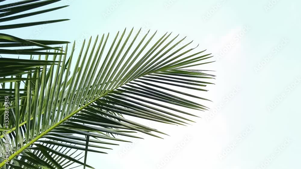 Video footage of coconut leaves with gentle breeze in the morning sunlight. Real time quality video
