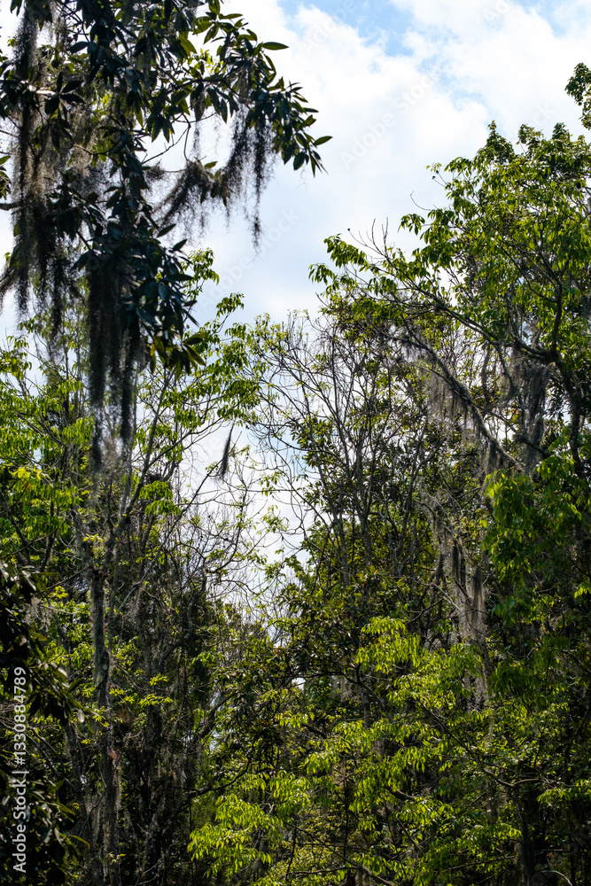 Fototapeta premium trees in the woods