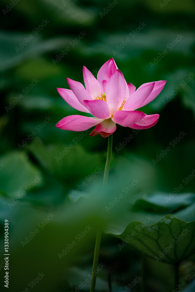 Lotus flowers of various shapes and colors