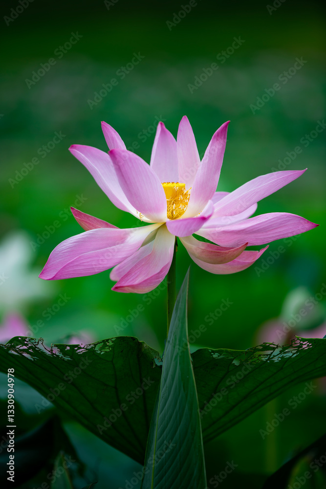 Lotus flowers of various shapes and colors Lotus flowers of various shapes and colors