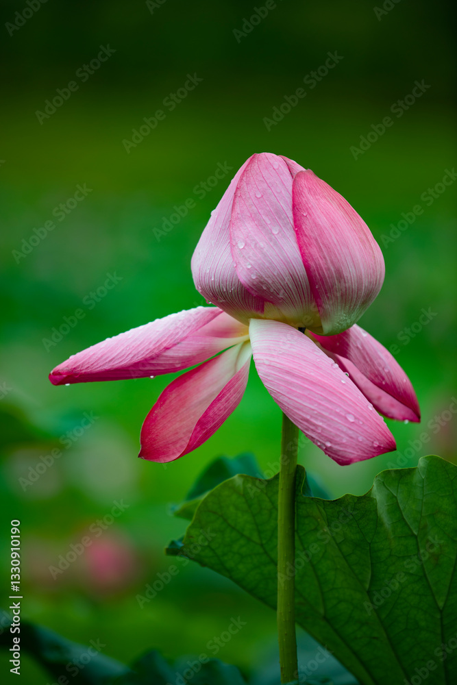 Fototapeta premium Lotus flowers of various shapes and colors