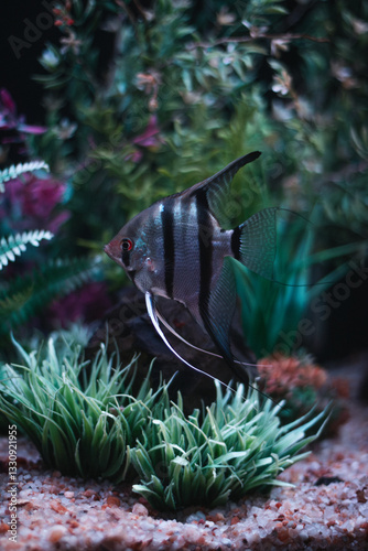 Angel fish in the aquarium (Acará Bandeira)