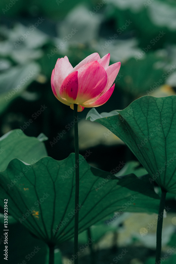 Lotus flowers of various shapes and colors Lotus flowers of various shapes and colors