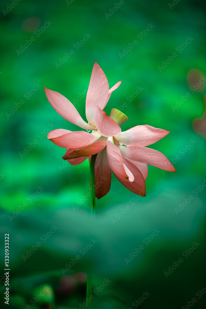 Fototapeta premium Lotus flowers of various shapes and colors