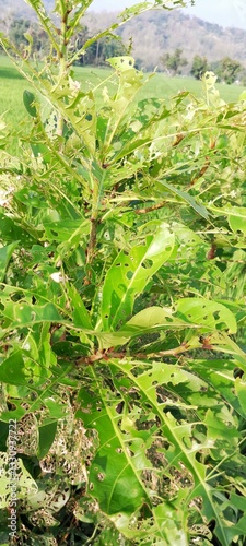 Plant leaves badly damaged by caterpillars