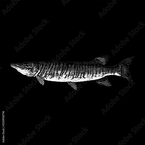 Tiger Muskellunge (Muskie) hand drawing vector isolated on black background.