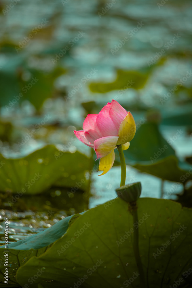 Lotus flowers of various shapes and colors
