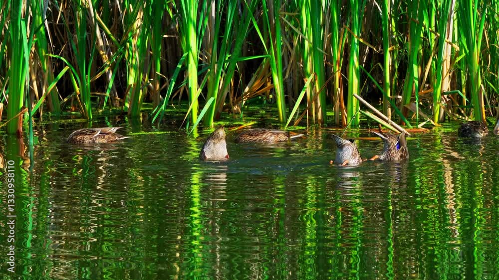 Juvenile Ducks Foraging in the Shallow Waters of a Colorful Lake Juvenile Ducks Foraging in the Shallow Waters of a Colorful Lake