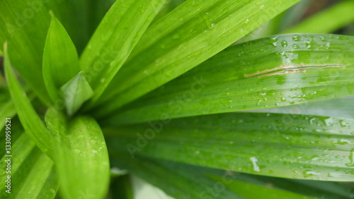 Herbal medicinal leaves commonly called fragrant pandan, grow abundantly in Asia