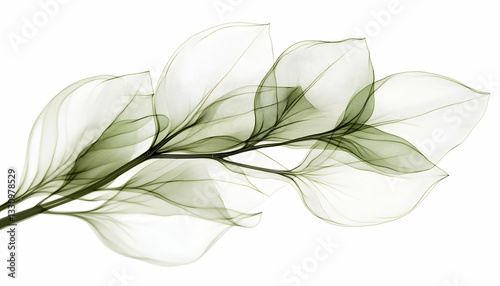 Elegant, ethereal green leaves; abstract botanical art; nature-inspired design; delicate, flowing lines; x-ray style leaf image; perfect for spa, wellness, or nature-themed projects.