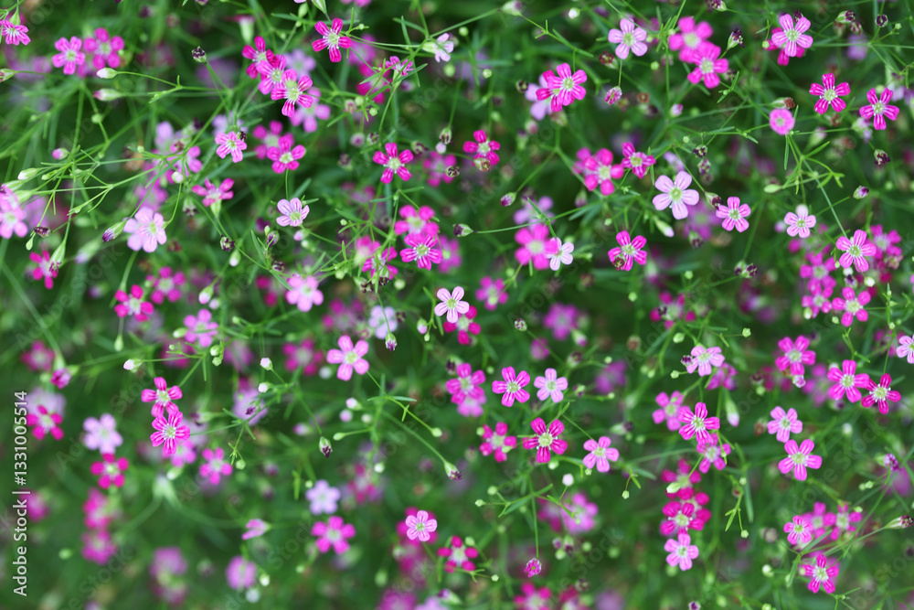 Delicate Pink Flowers in Bloom Against a Lush Green Background Delicate Pink Flowers in Bloom Against a Lush Green Background