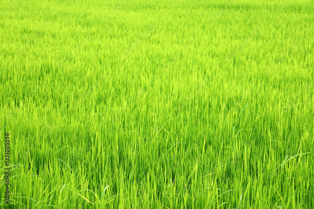 Lush Green Rice Field Under Bright Sunlight in Warm Climate Environment Lush Green Rice Field Under Bright Sunlight in Warm Climate Environment