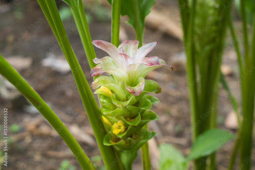 Fototapeta premium Close-Up of Curcuma xanthorrhiza (Temulawak) Bud in Early Growth Stage