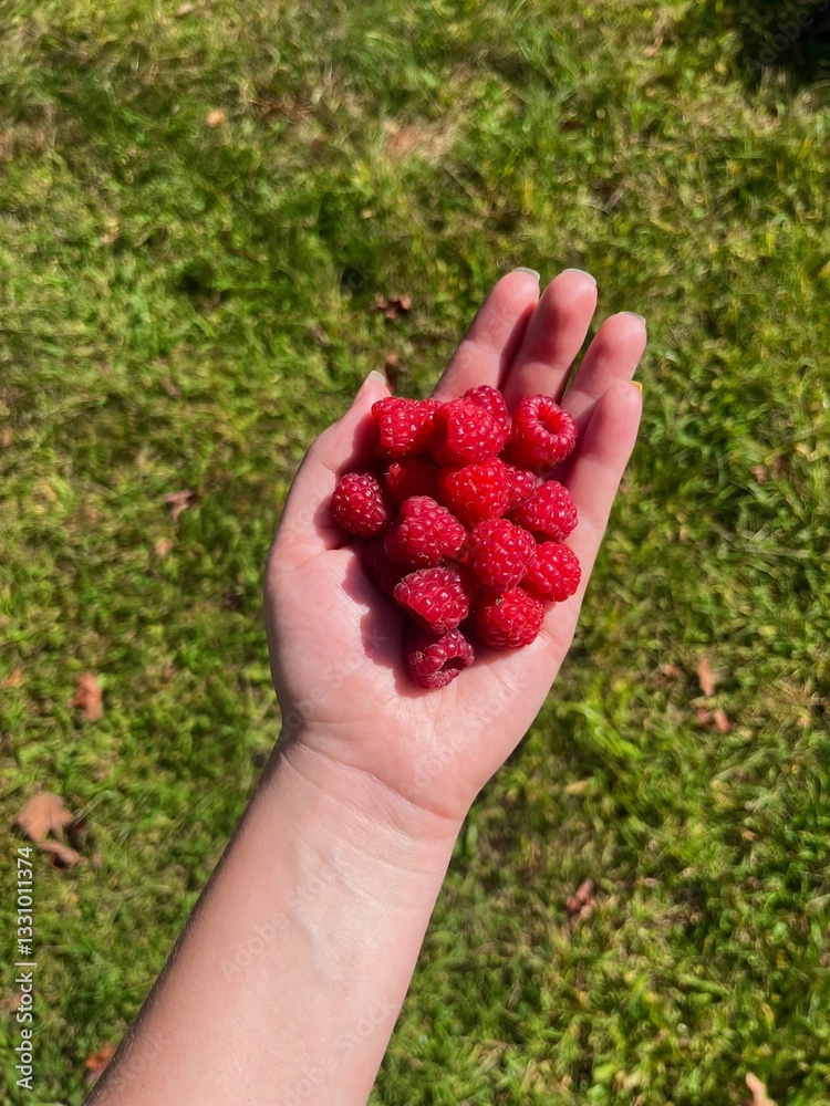 A Handful of Harvested Raspberries